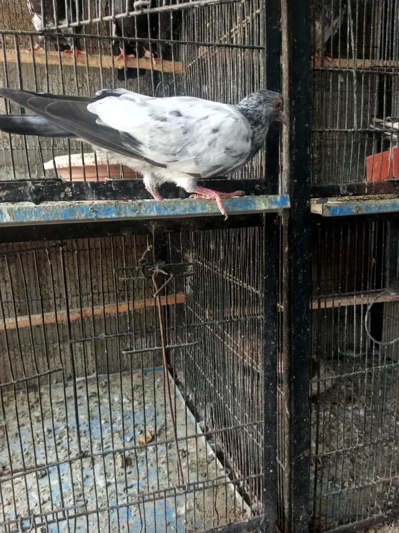 Mix pigeon han in k alawa bhe han — photo 6