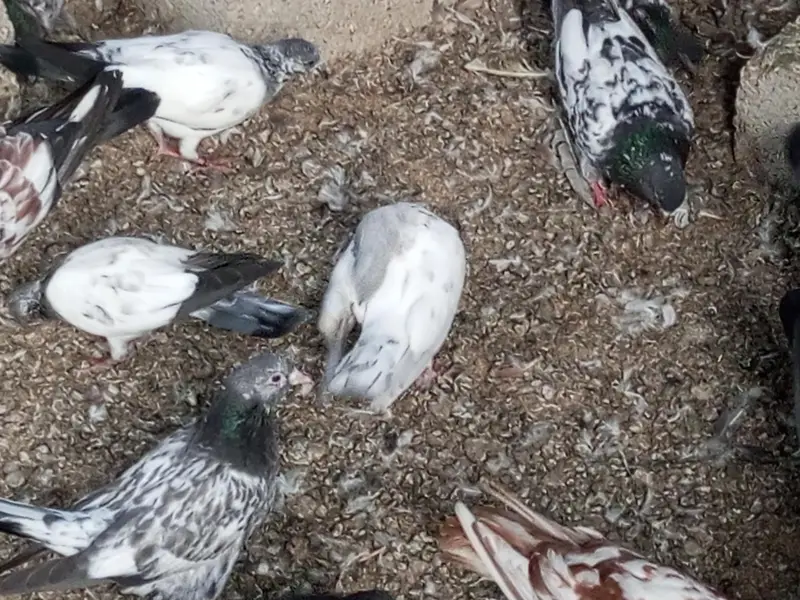 Mix pigeon han in k alawa bhe han — photo 7