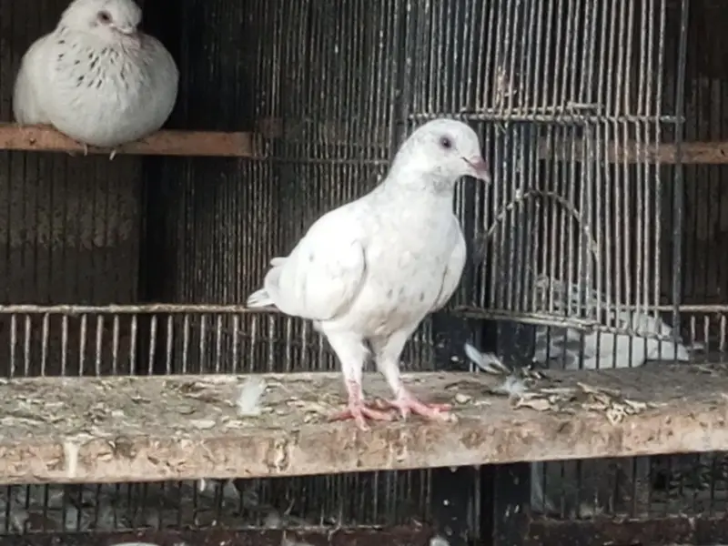 Mix pigeon han in k alawa bhe han — photo 8