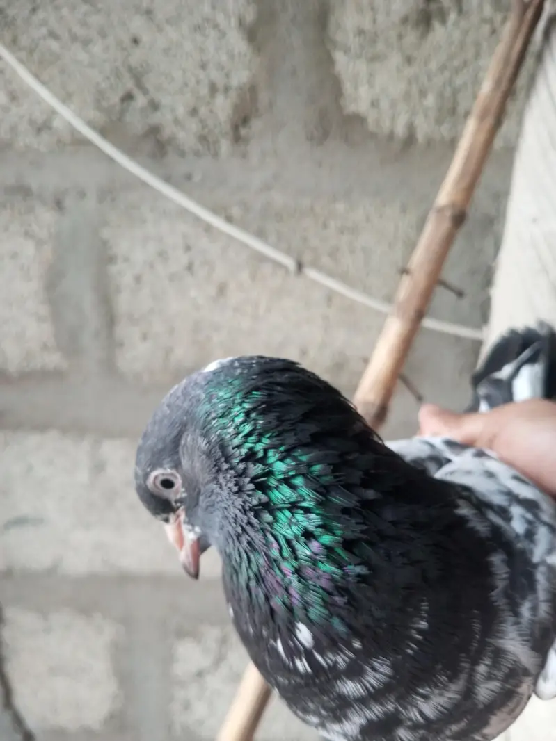 Mix pigeon han in k alawa bhe han — photo 9