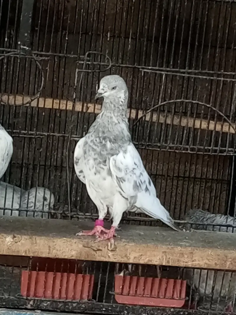 Mix pigeon han in k alawa bhe han — photo 10