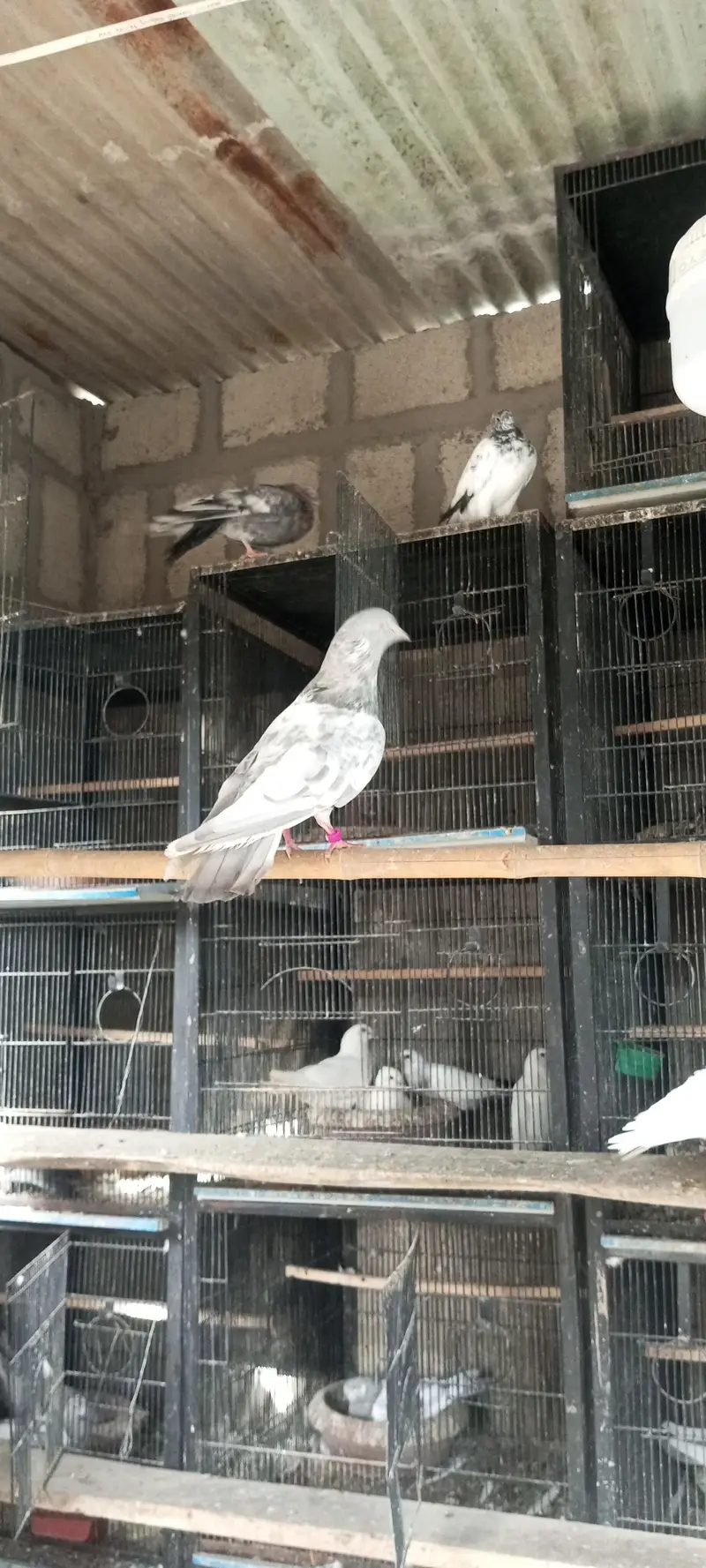Mix pigeon han in k alawa bhe han — photo 11