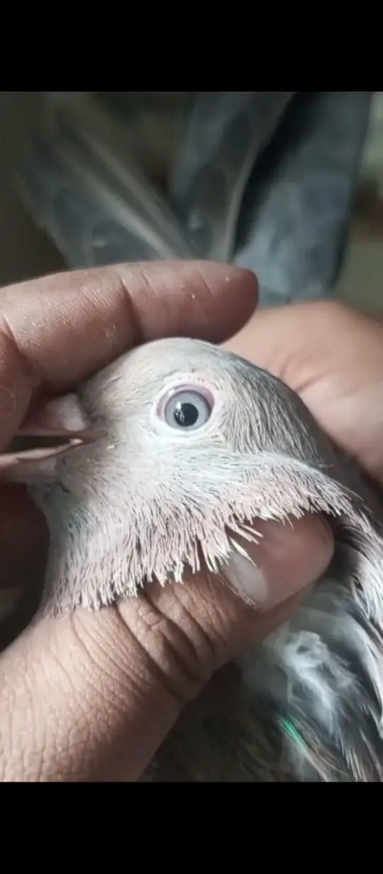 Mix pigeon han in k alawa bhe han — photo 12