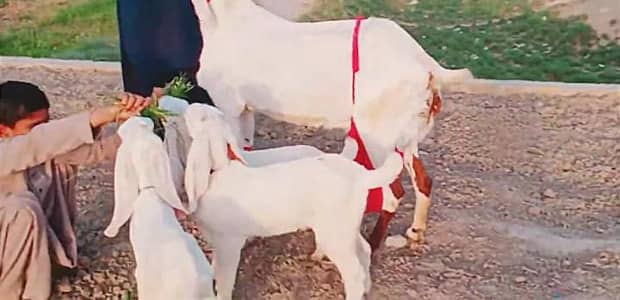 Desi Bakri aur 3 bacchon ke sath argent for sale/ 03233005367