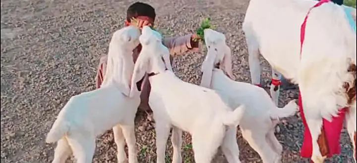 Desi Bakri aur 3 bacchon ke sath argent for sale/ 03233005367 — photo 2