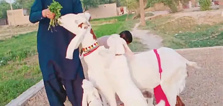 Desi Bakri aur 3 bacchon ke sath argent for sale/ 03233005367 — photo 3