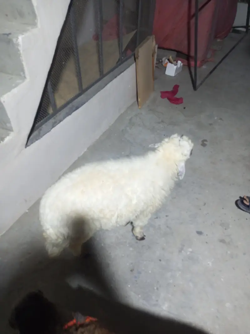 dumba available for sale — photo 4