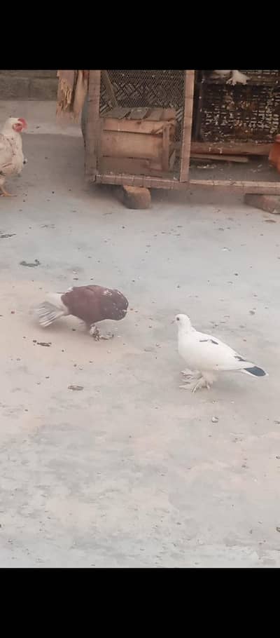 Fancy pigeons