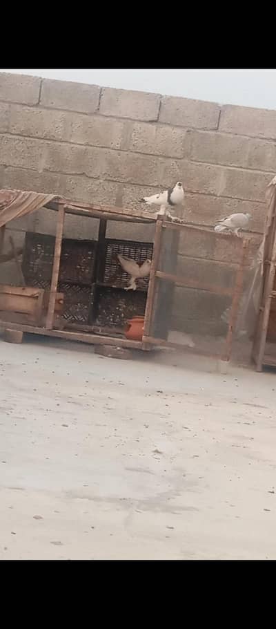 Fancy pigeons