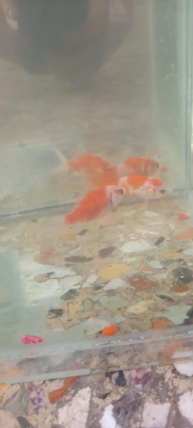Rs 400 ka pair shipper king fishes available for sale — photo 2