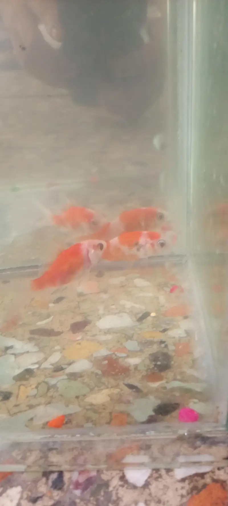 Rs 400 ka pair shipper king fishes available for sale — photo 3