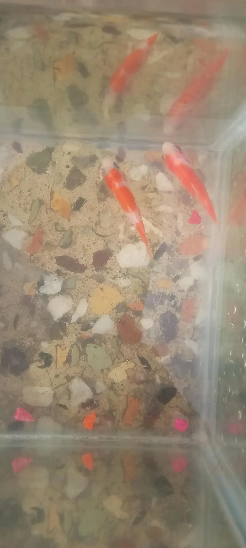 Rs 400 ka pair shipper king fishes available for sale — photo 4