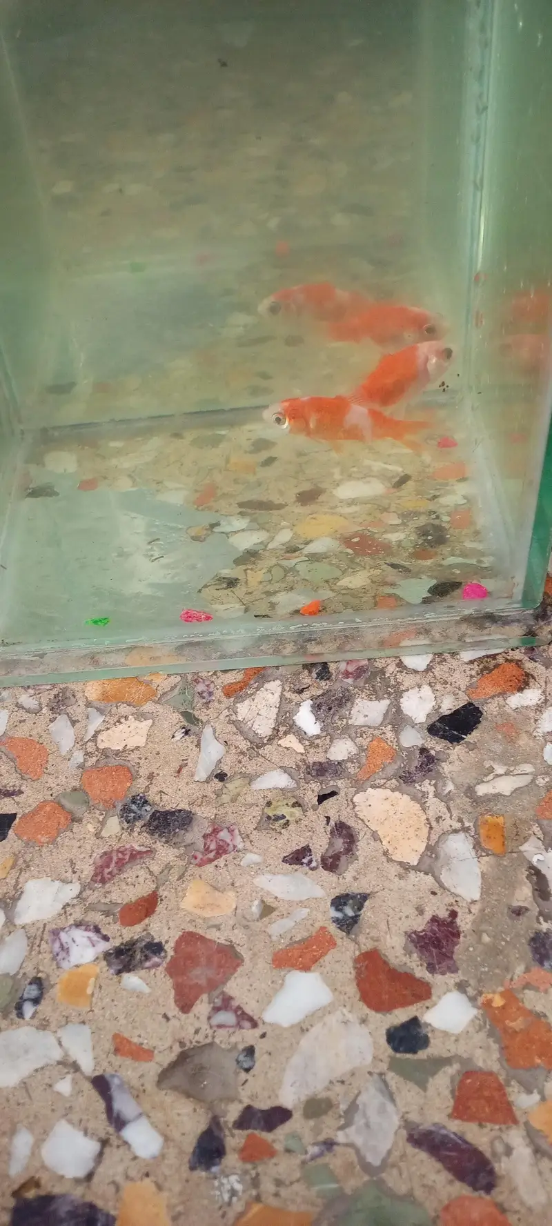 Rs 400 ka pair shipper king fishes available for sale — photo 5