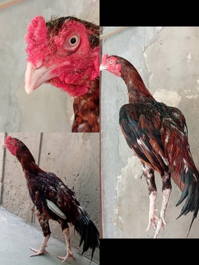 Mianwali aseel murga pure high quality