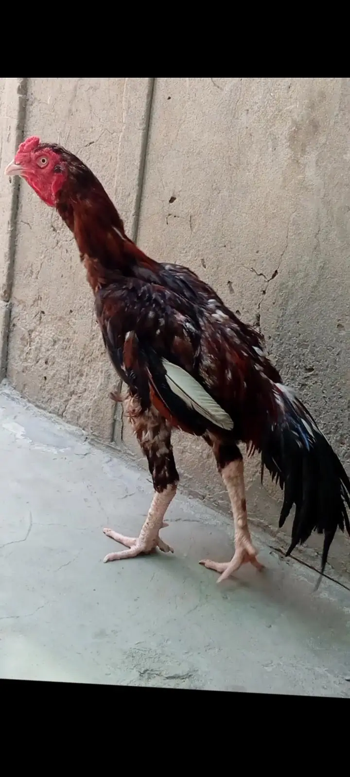 Mianwali aseel murga pure high quality — photo 3
