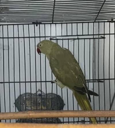 Olive Ringneck Breeder Female