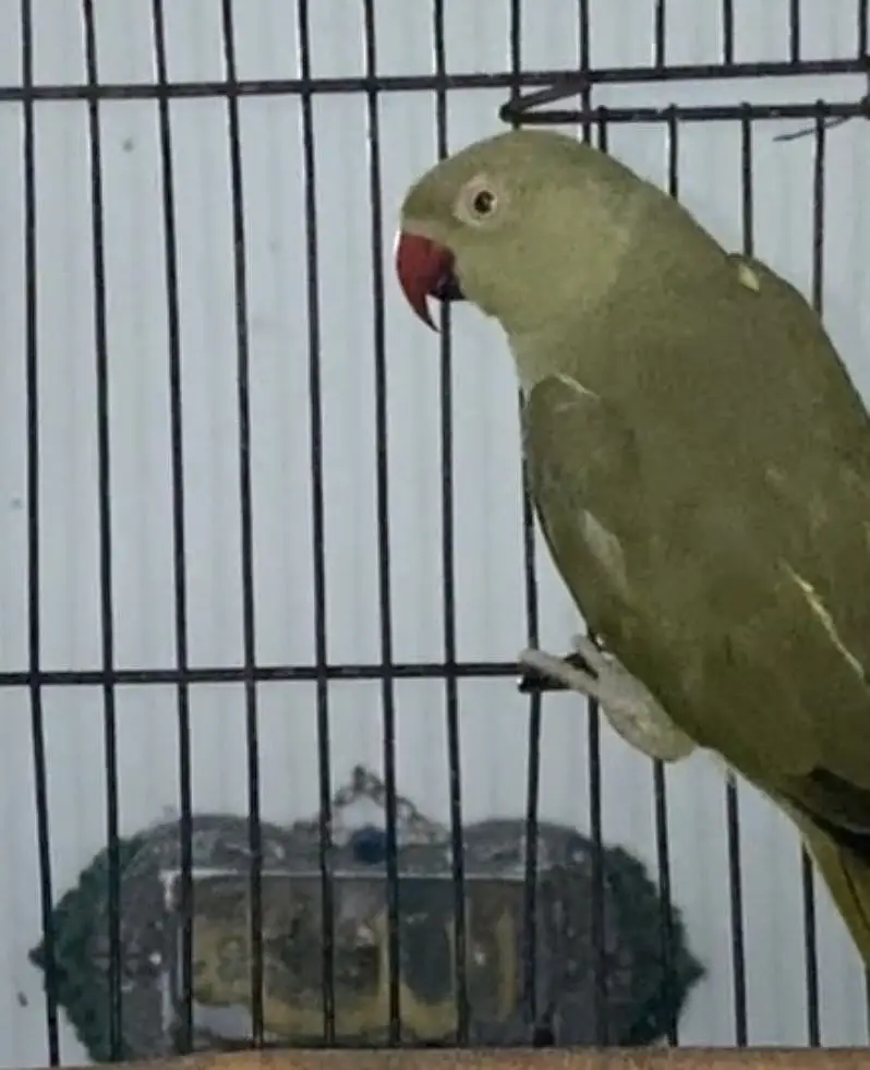 Olive Ringneck Breeder Female — photo 2