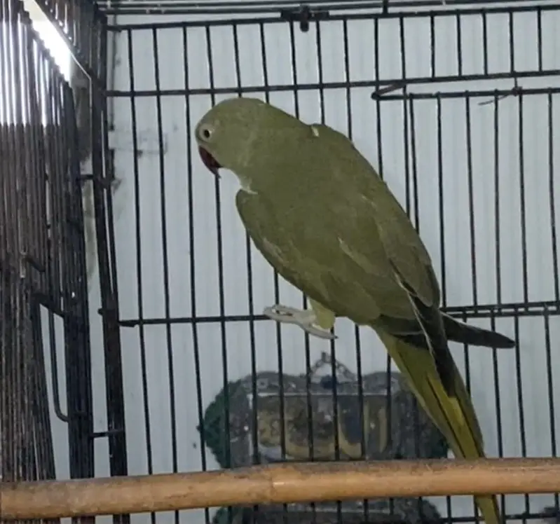 Olive Ringneck Breeder Female — photo 3