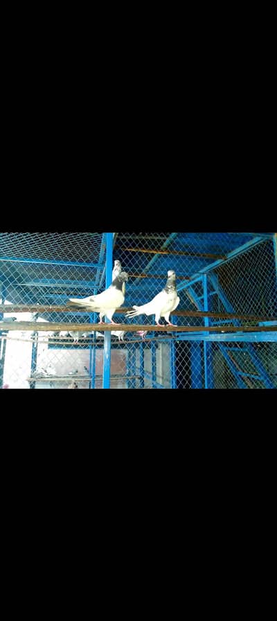 High quality pigeon pairs