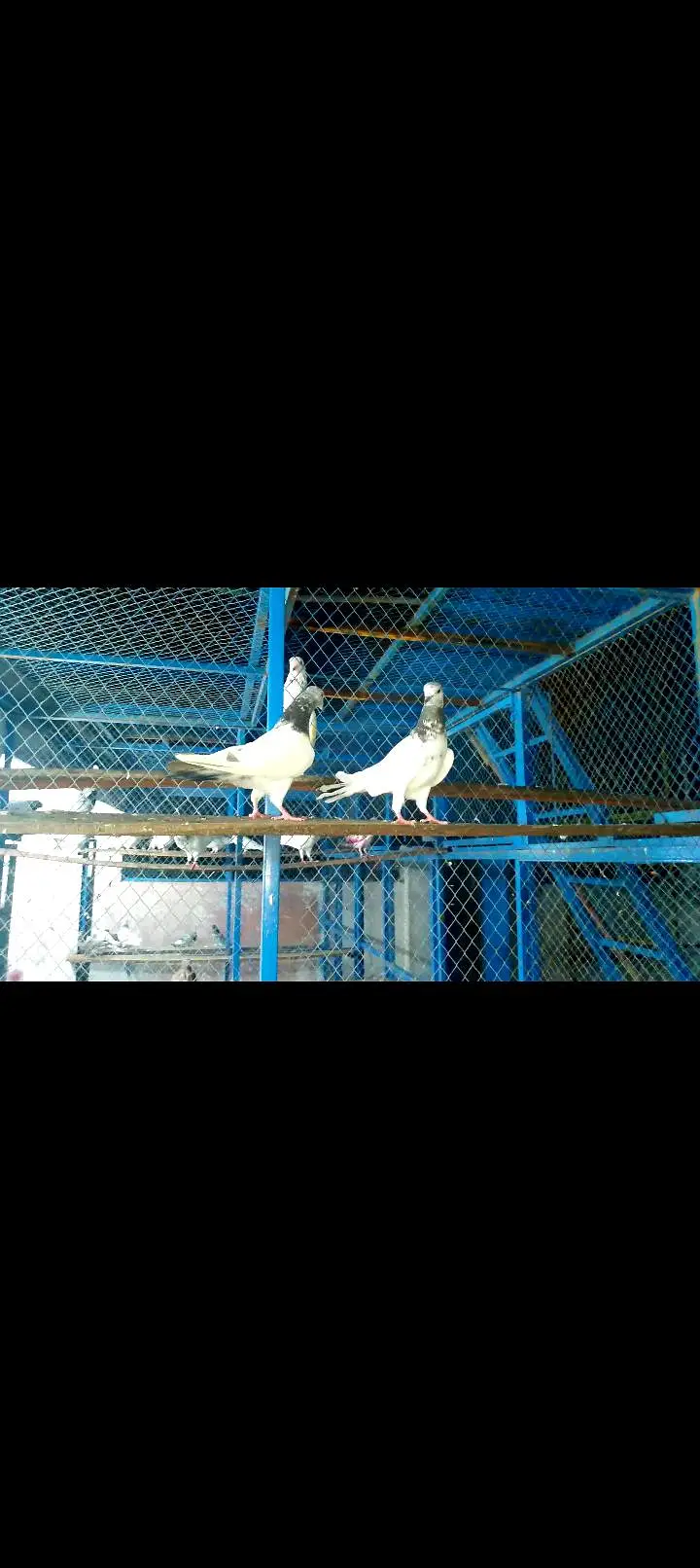 High quality pigeon pairs