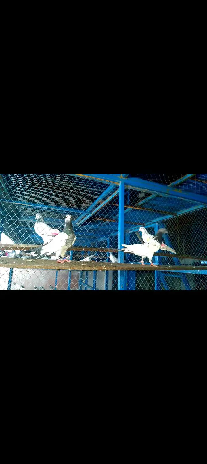 High quality pigeon pairs — photo 2