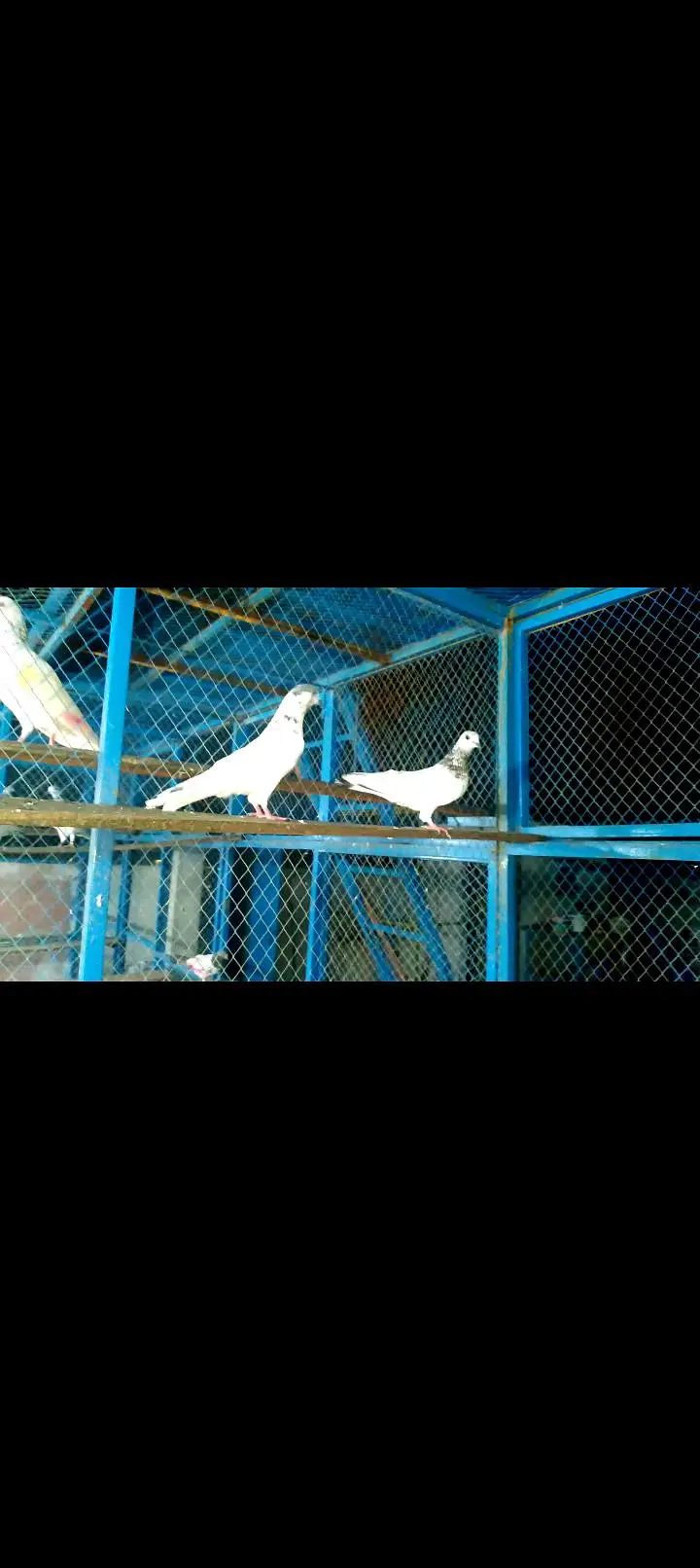 High quality pigeon pairs — photo 3