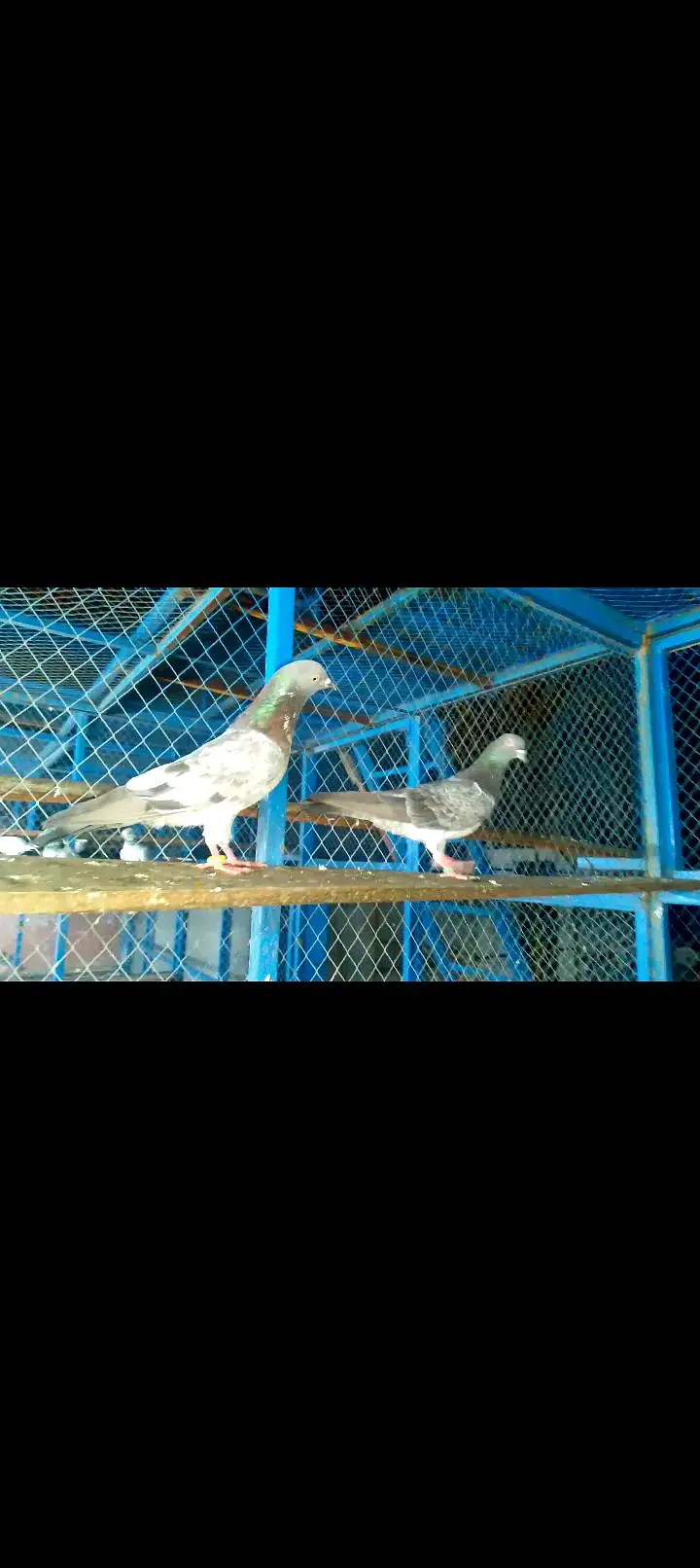High quality pigeon pairs — photo 4