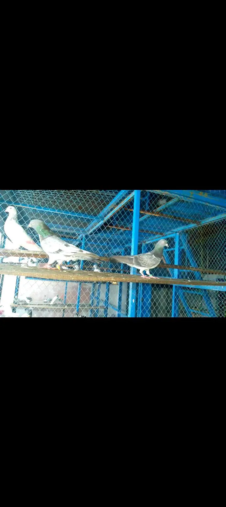 High quality pigeon pairs — photo 5