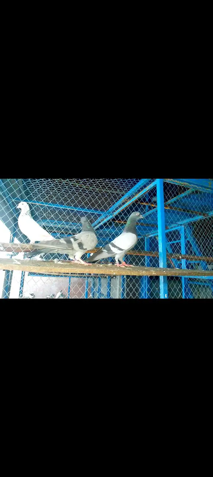 High quality pigeon pairs — photo 6