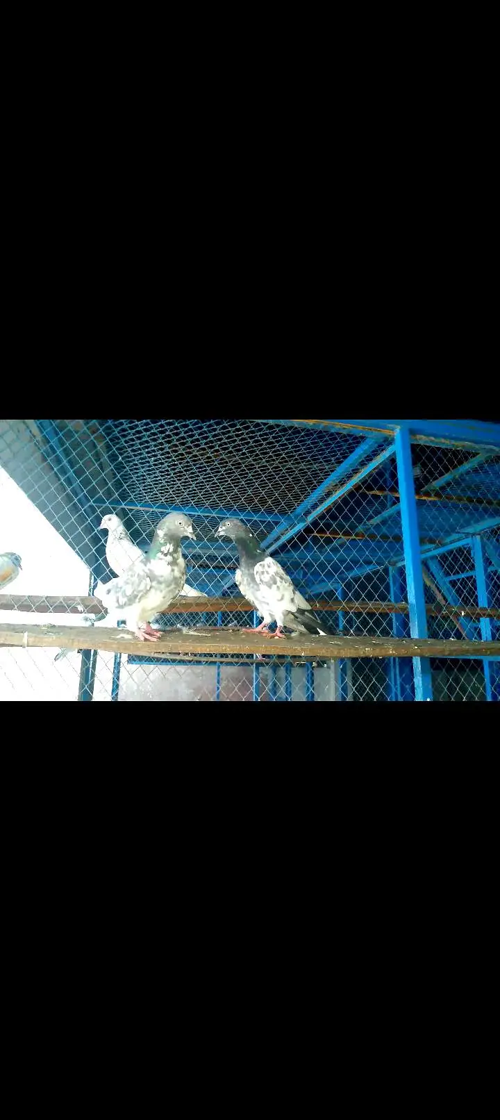 High quality pigeon pairs — photo 7