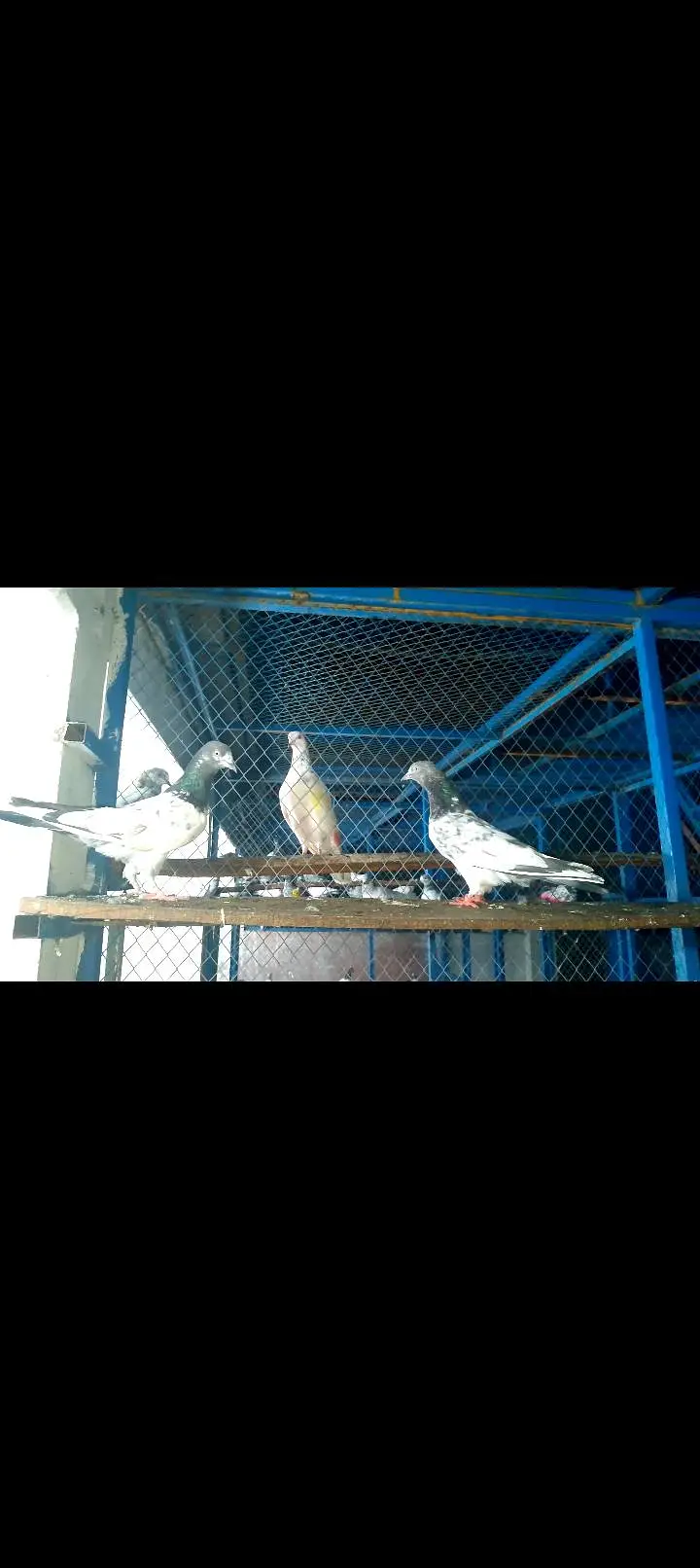 High quality pigeon pairs — photo 8