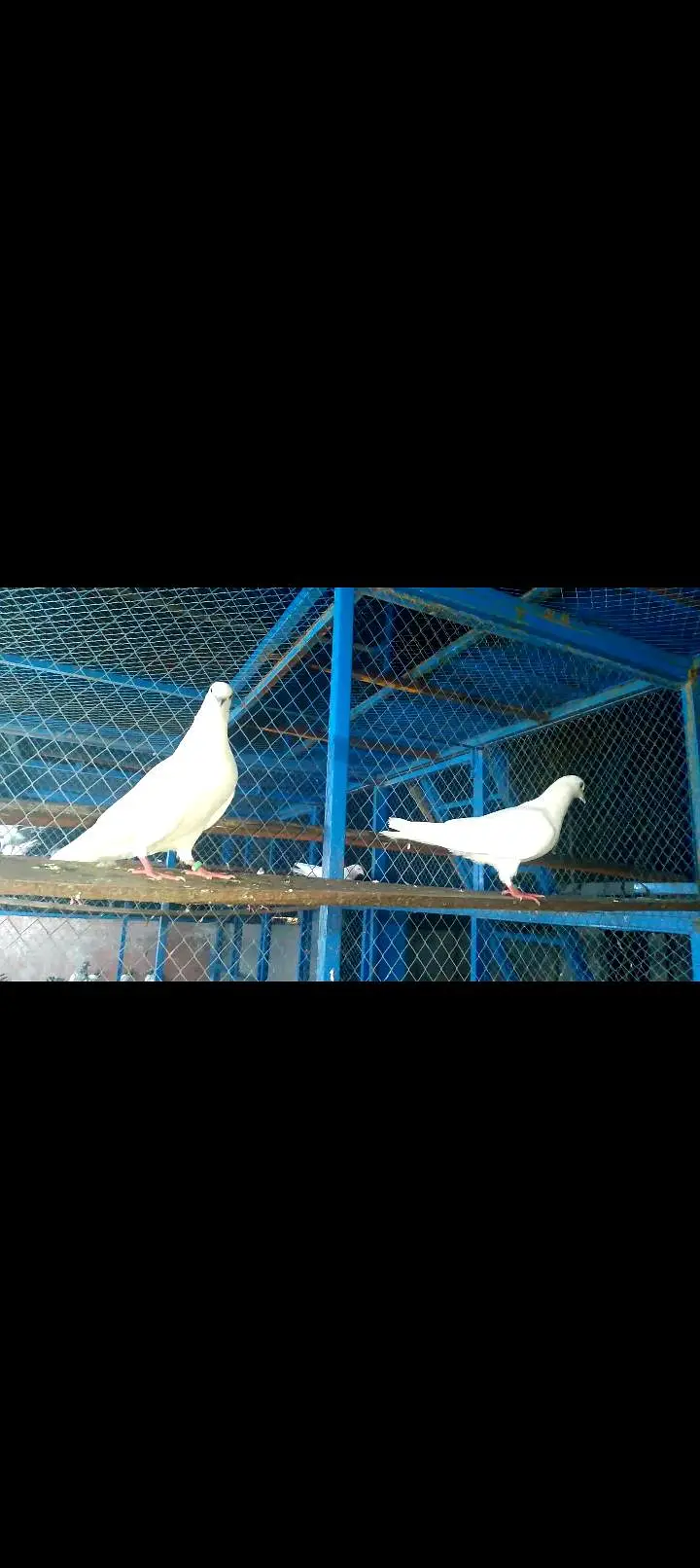 High quality pigeon pairs — photo 9