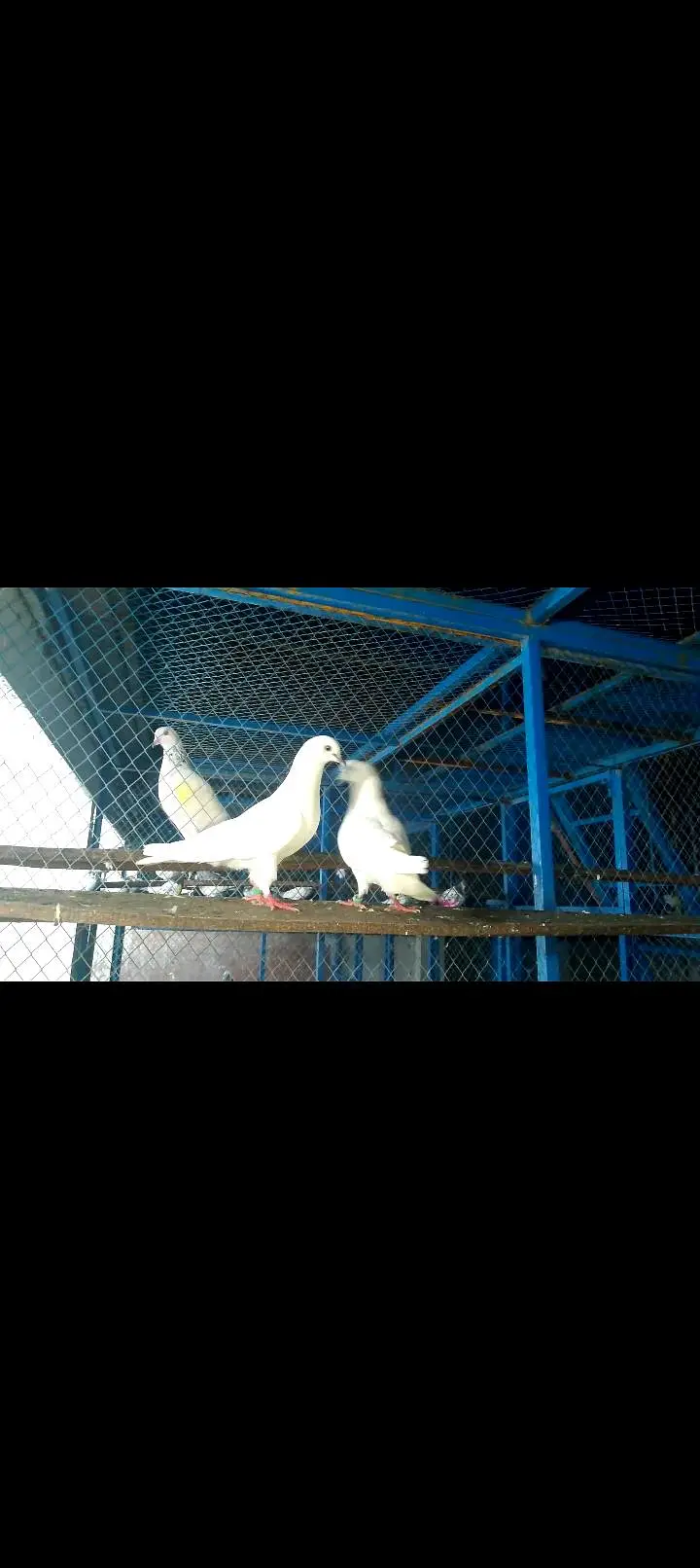 High quality pigeon pairs — photo 10