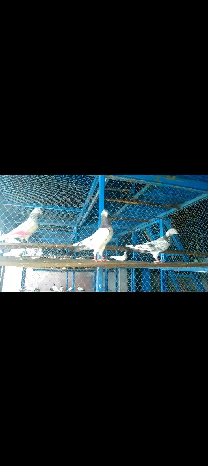 High quality pigeon pairs — photo 11