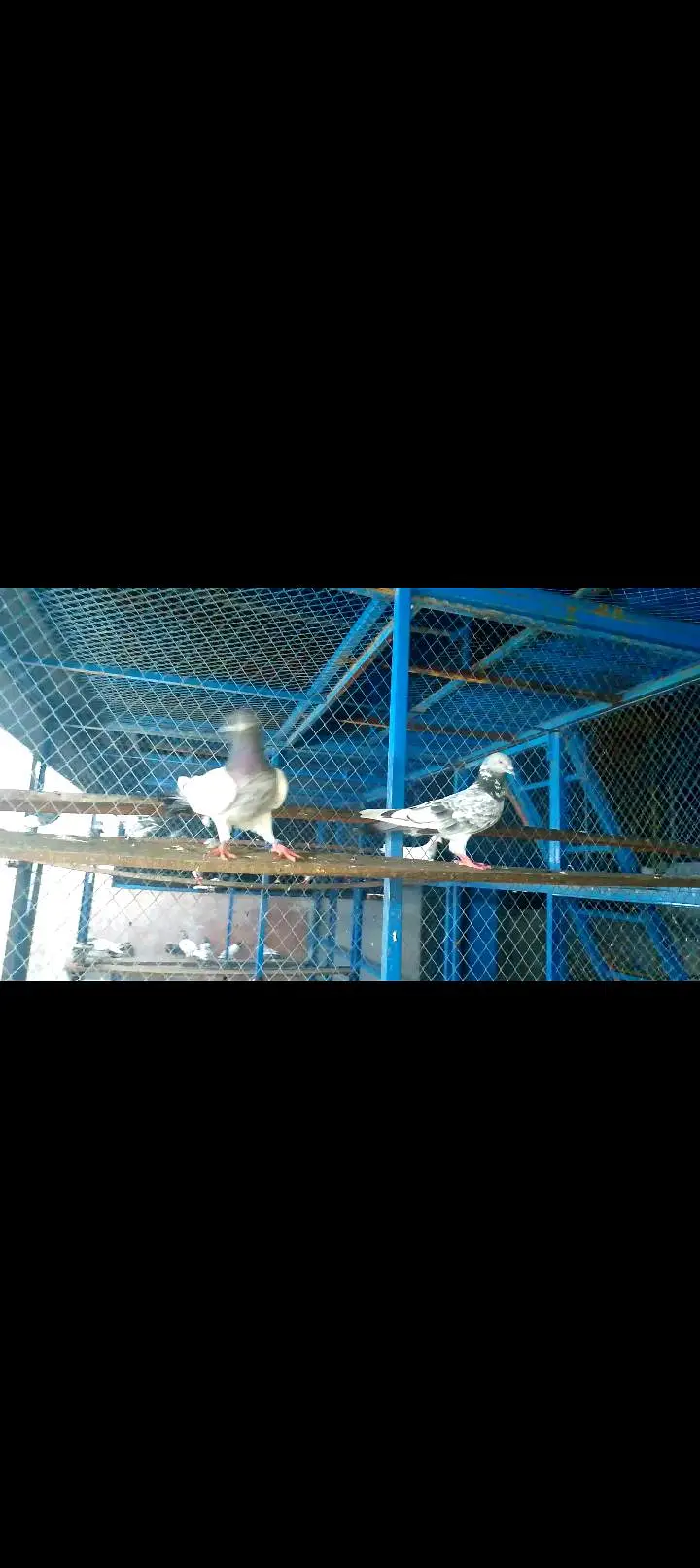 High quality pigeon pairs — photo 12