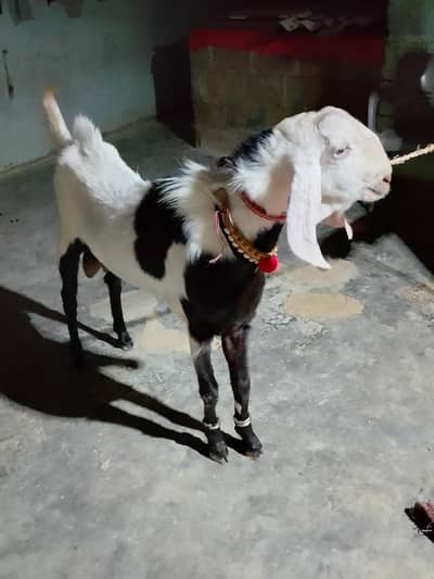 rajanpuri breeder for sale