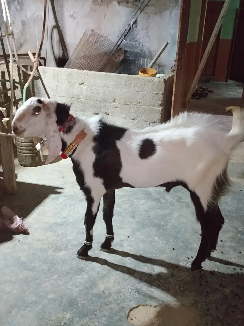 rajanpuri breeder for sale — photo 2