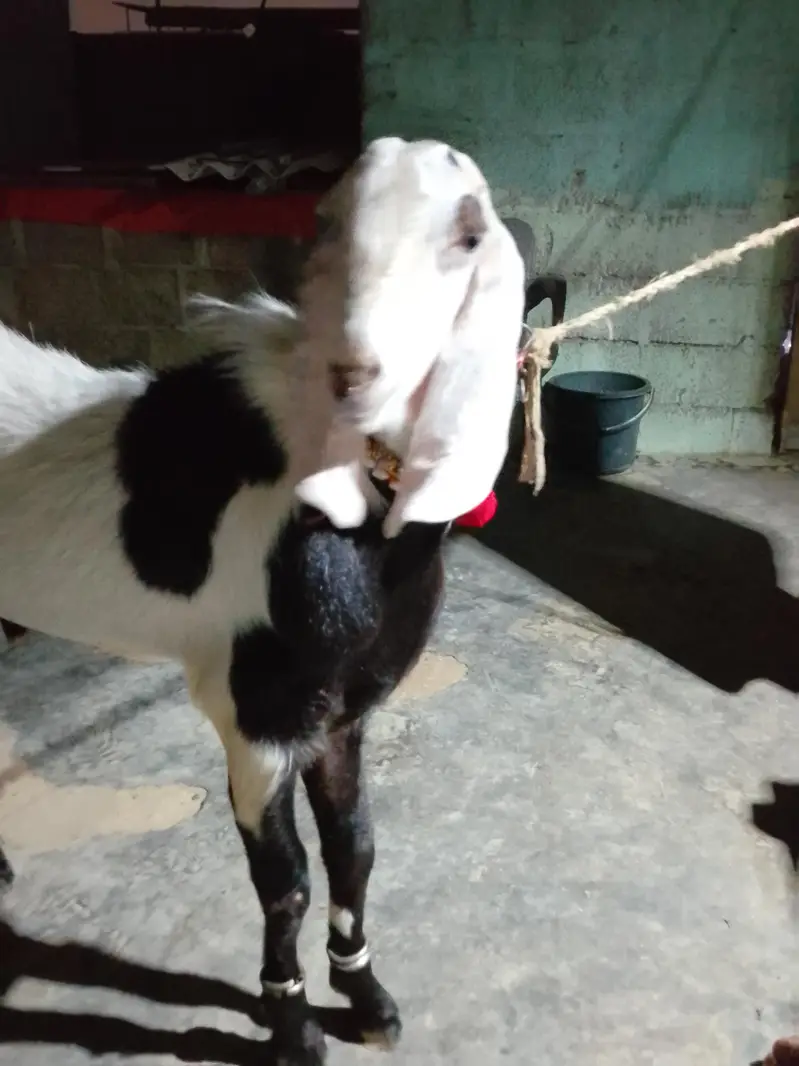 rajanpuri breeder for sale — photo 3