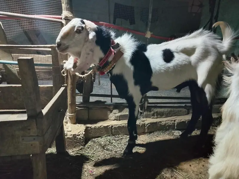 rajanpuri breeder for sale — photo 4