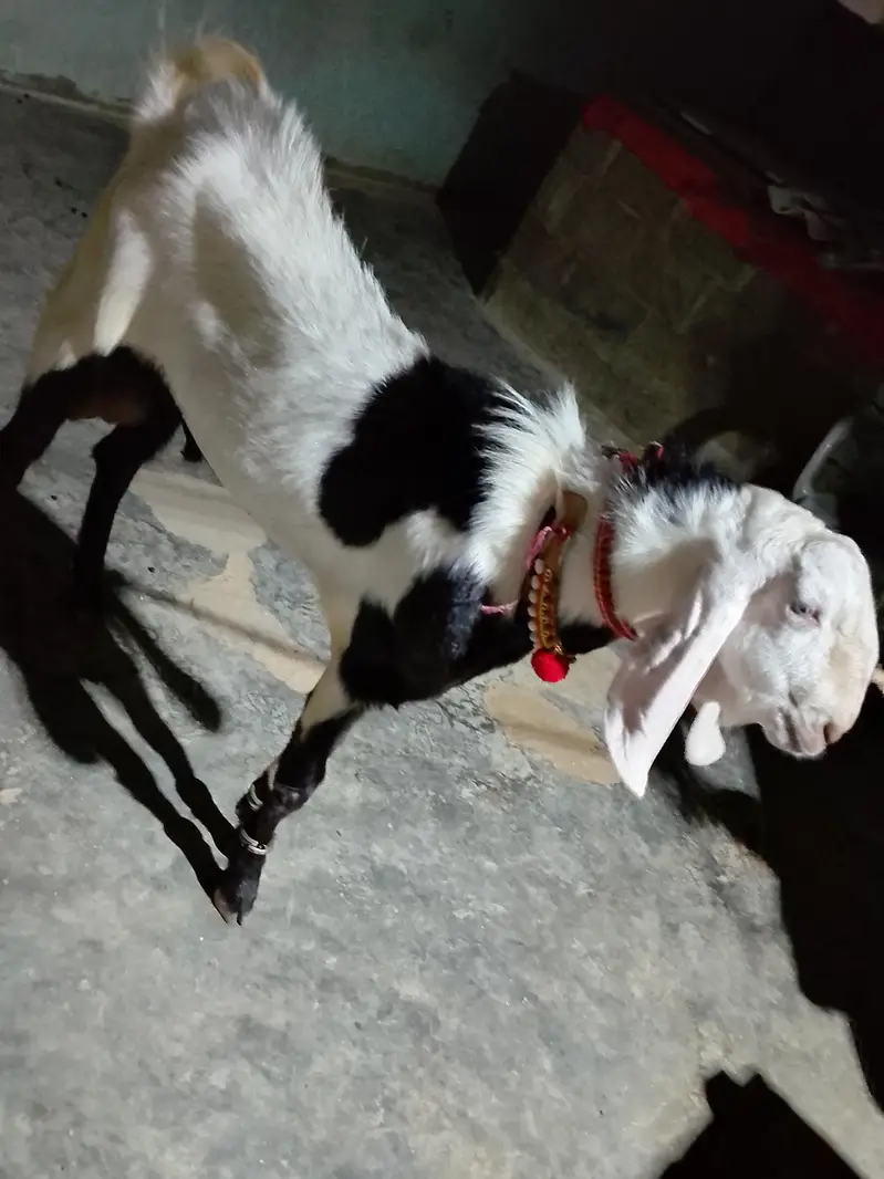 rajanpuri breeder for sale — photo 5