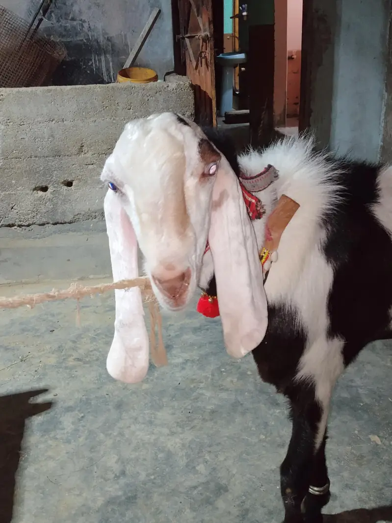 rajanpuri breeder for sale — photo 6