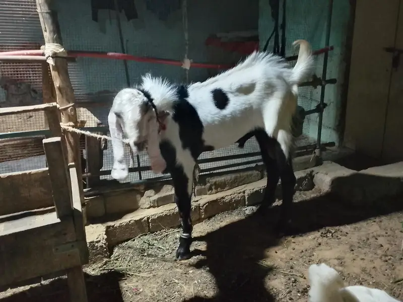 rajanpuri breeder for sale — photo 7