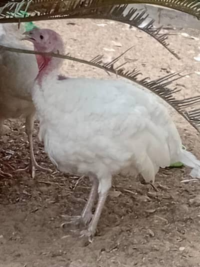 Turkey female  and  Fertile eggs and chicks available