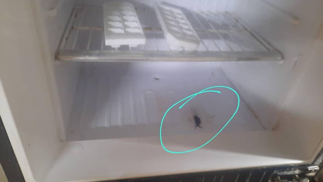 medium size fridge 5