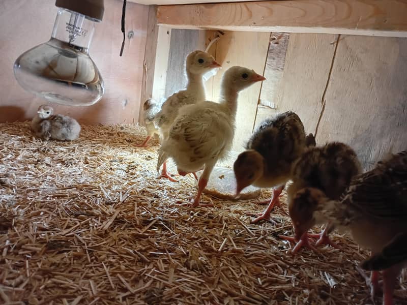 Turkey chicks  available 2