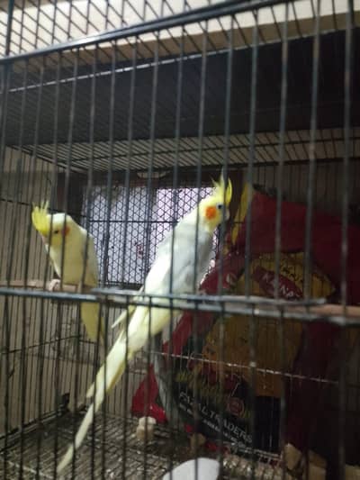 cream female cream peid male ready to breed pair