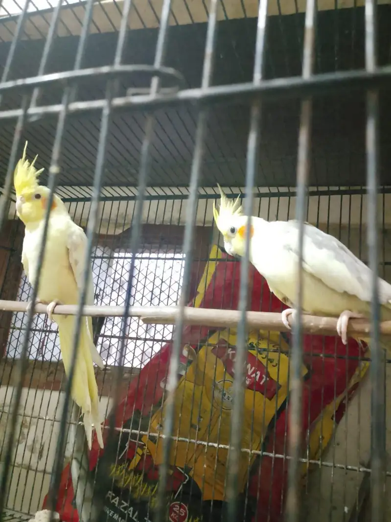 cream female cream peid male ready to breed pair — photo 4