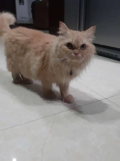 persian cat