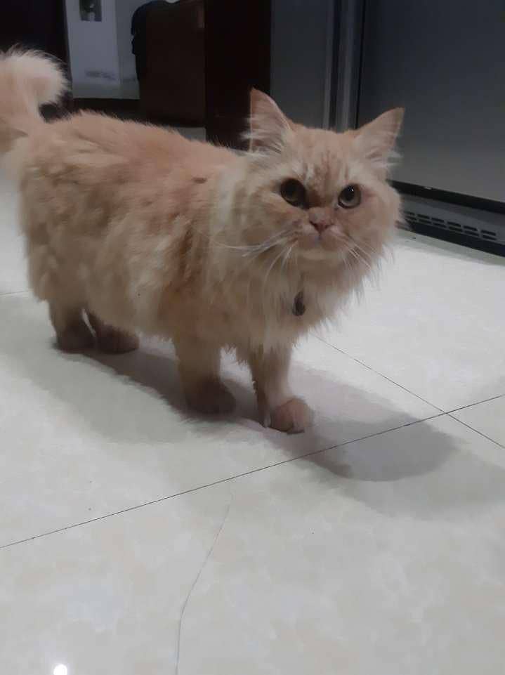 persian cat 0