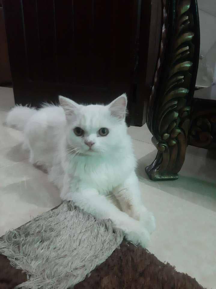 persian cat 1